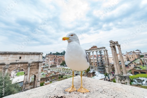 Seagull i Rome