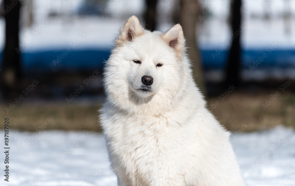 A Samoyed dog sits on the snow in the park A Samoyed dog sits on the snow in the park