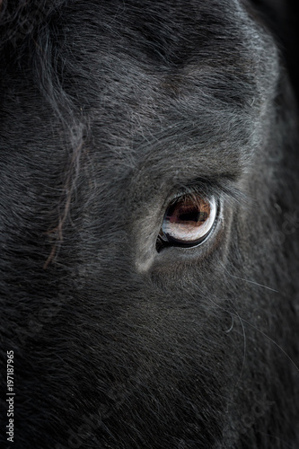 Eye of a friesian horse