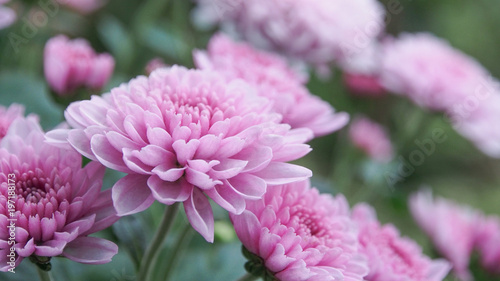 Closeup Shot at The Pink Chrysanthemum  Mum or Chrysanth Flower  Selective Focus and Blurred Background  for Background  Backdrop  or Wallpaper.