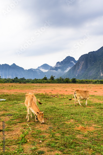 Vangvieng laos landscape