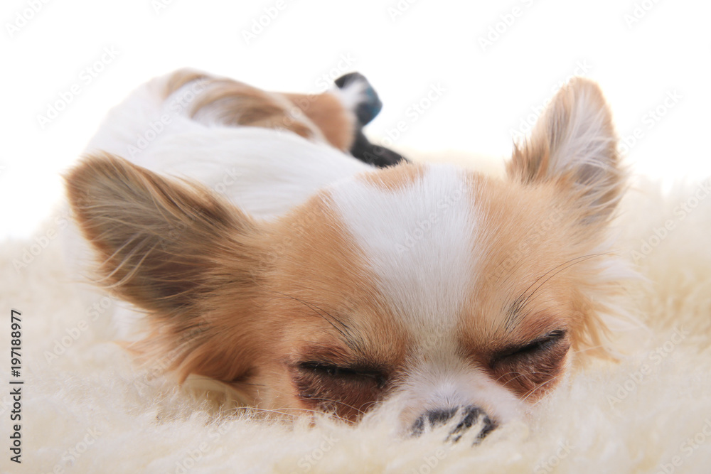 chihuahua is resting