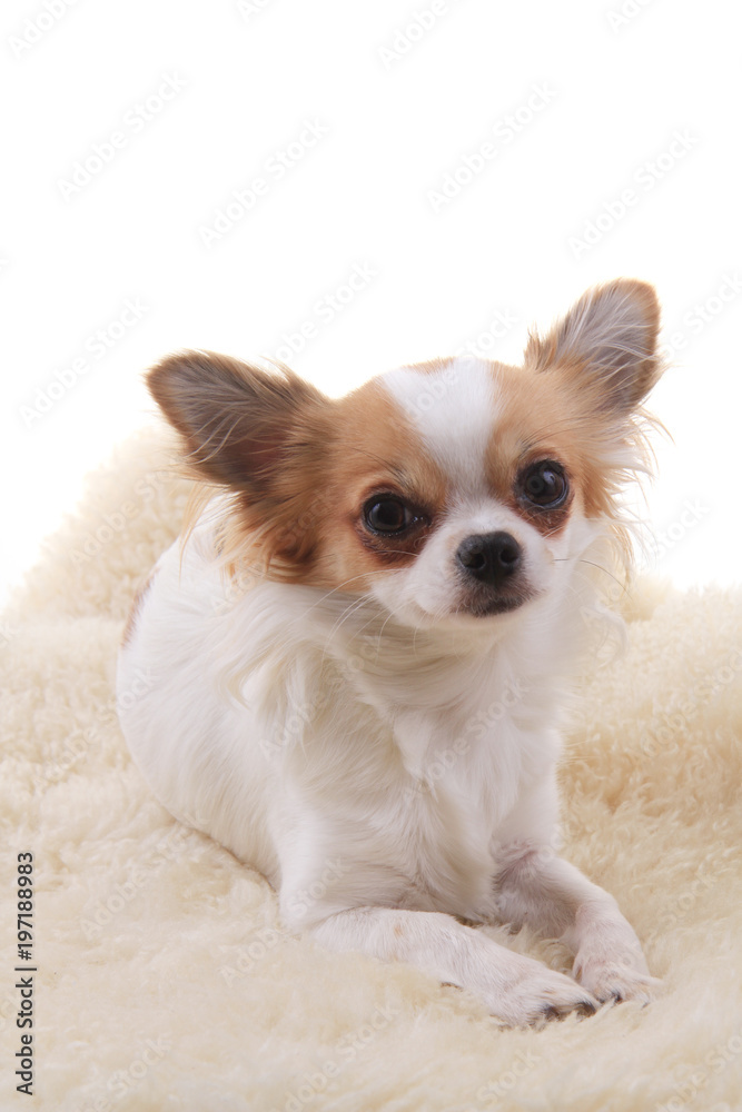 chihuahua is resting chihuahua is resting