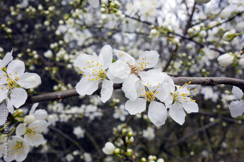 Close Up of White Blossom Flowers on a Tree © squeebcreative