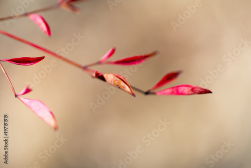 Wallpaper Mural 봄을 기다리며 Torontodigital.ca