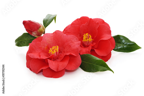 flowers of camellia on a white background photo
