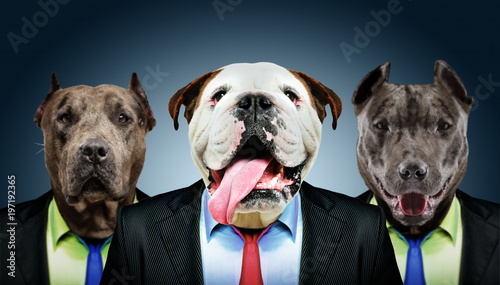 Photography Portrait of three dogs in business suits