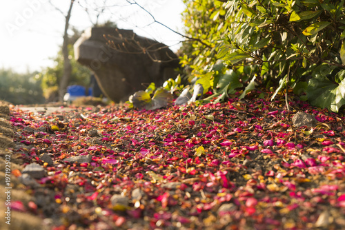 Wallpaper Mural 제주도 카멜리아힐 Torontodigital.ca