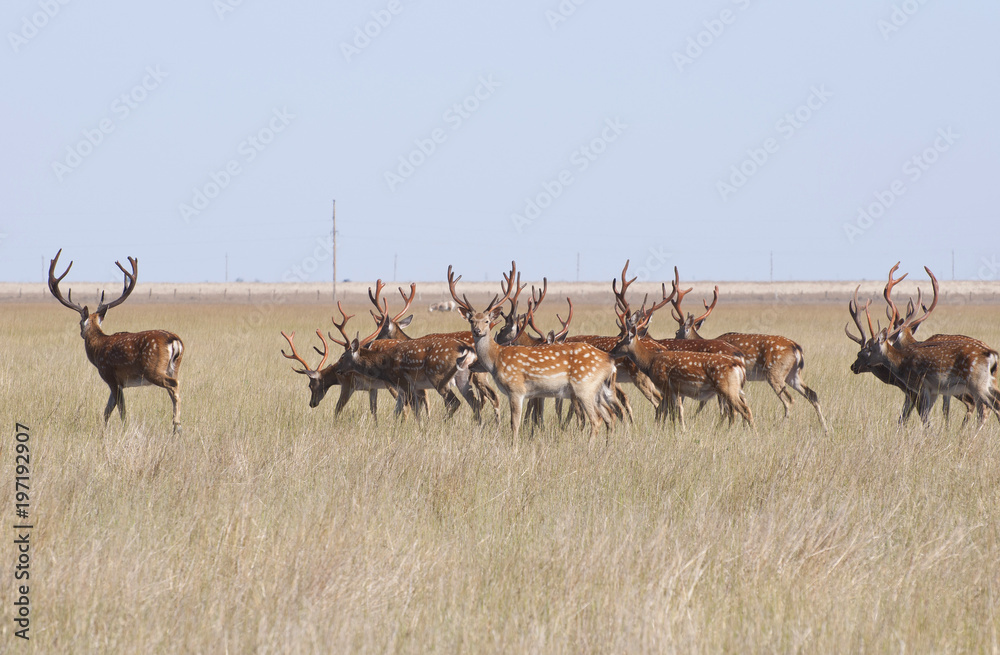 A herd of deer grazing in the steppe A herd of deer grazing in the steppe