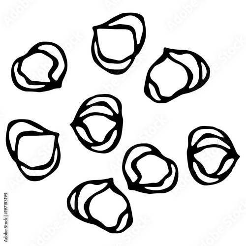 Whole Hazelnut Kernels. Healthy Snack. Fresh Farm Harvest Product. Vegetarian Food. Realistic Hand Drawn Illustration. Savoyar Doodle Style.