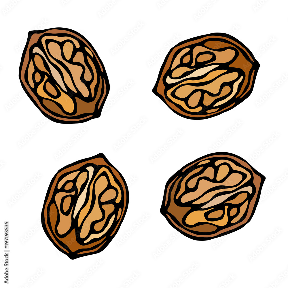Half of Walnut in a Shall with Kernel. Unpeeled Nuts. Healthy Snack. Fresh Farm Market Harvest Product. Vegetarian Food. Realistic Hand Drawn Illustration. Savoyar Doodle Style.