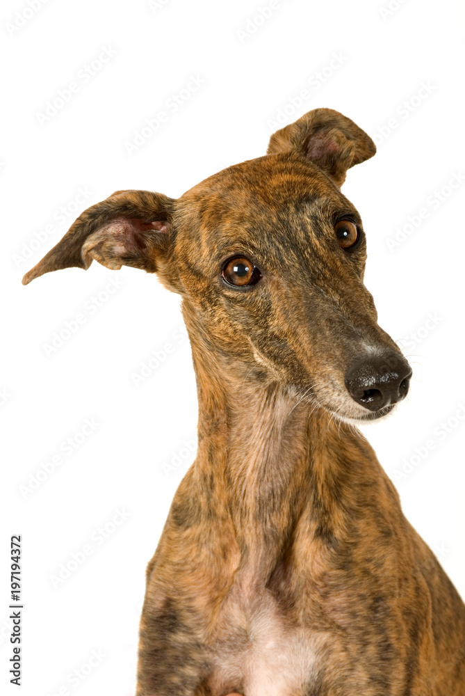 Greyhound isoliert auf weißem Hintergrund Greyhound isoliert auf weißem Hintergrund
