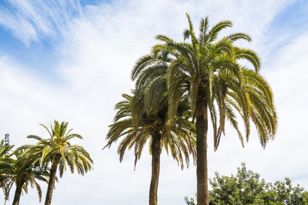 Beautiful green palms in front of blue cloudy sky Beautiful green palms in front of blue cloudy sky