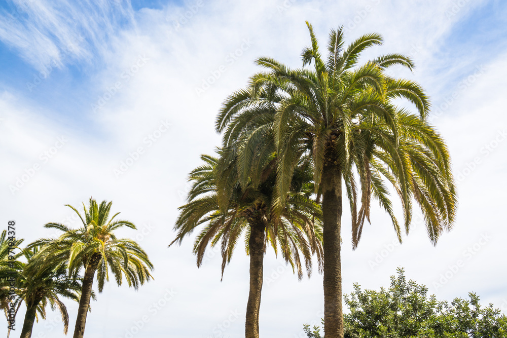 Beautiful green palms in front of blue cloudy sky