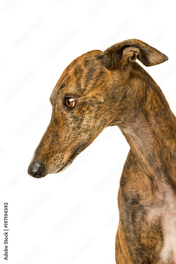 Greyhound isoliert auf weißem Hintergrund Greyhound isoliert auf weißem Hintergrund