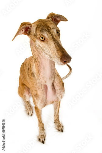 Fototapeta Naklejka Na Ścianę i Meble -  Greyhound isoliert auf weißem Hintergrund