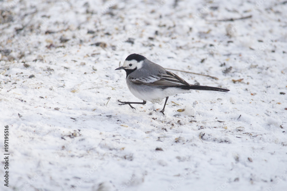A wagtail runs freezing through the snow A wagtail runs freezing through the snow