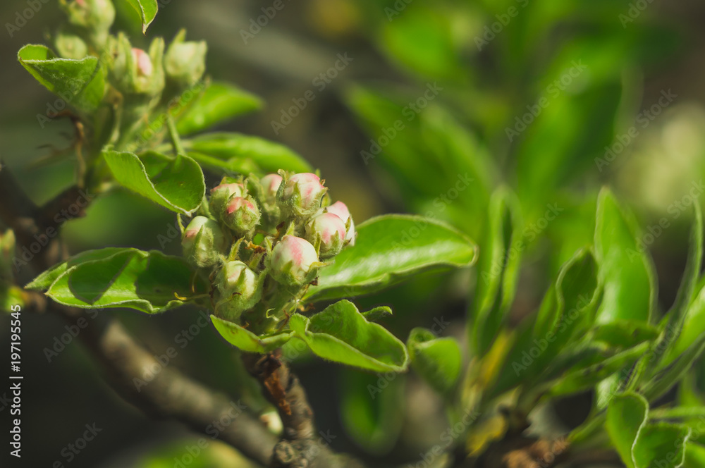 Fototapeta premium Flowering pear tree close-up