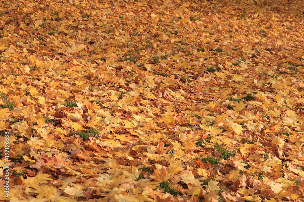 autumn color leaves texture