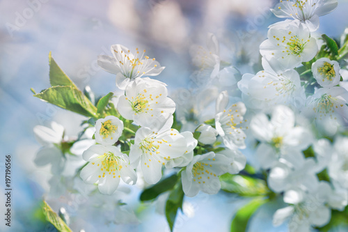 Flowering - blooming cherry tree, cherry branch lit by sun rays