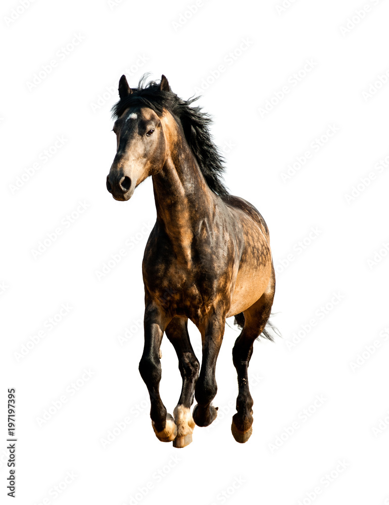 Bay stallion isolated over a white