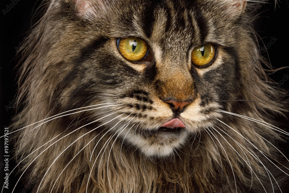 Closeup Portrait of Maine Coon Cat showing tongue, Isolated Black Background