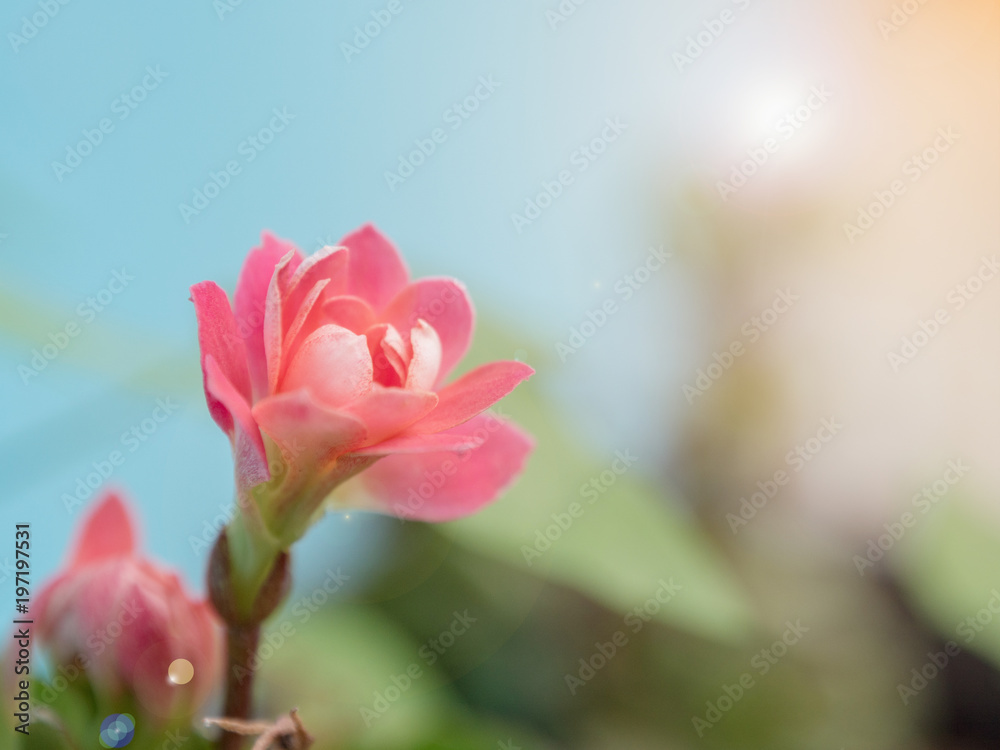 Kalanchoe