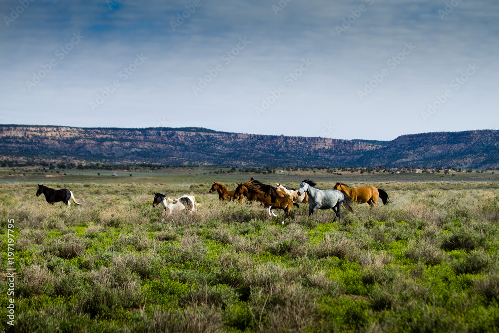 Obraz premium wild houses, Arizona, running herd free freedom 