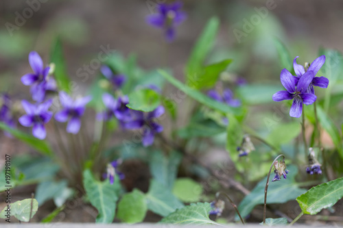 Wild violet flowers