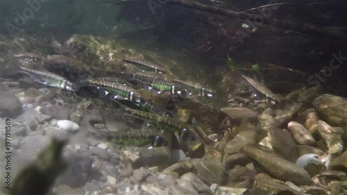 Underwater video of spawning minnows Phoxinus phoxinus. Nice freshwater fish in the nature habitat. Live in the rive. Underwater mountain creek. Group of Common minow preparing for spawning. Underwate photo