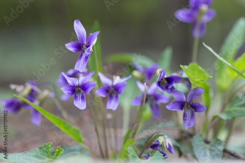 Wild violet flowers