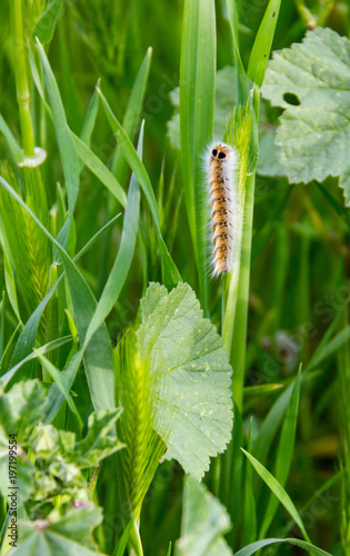 Caterpillar on barley ears in a field during spring in Cyprus photo