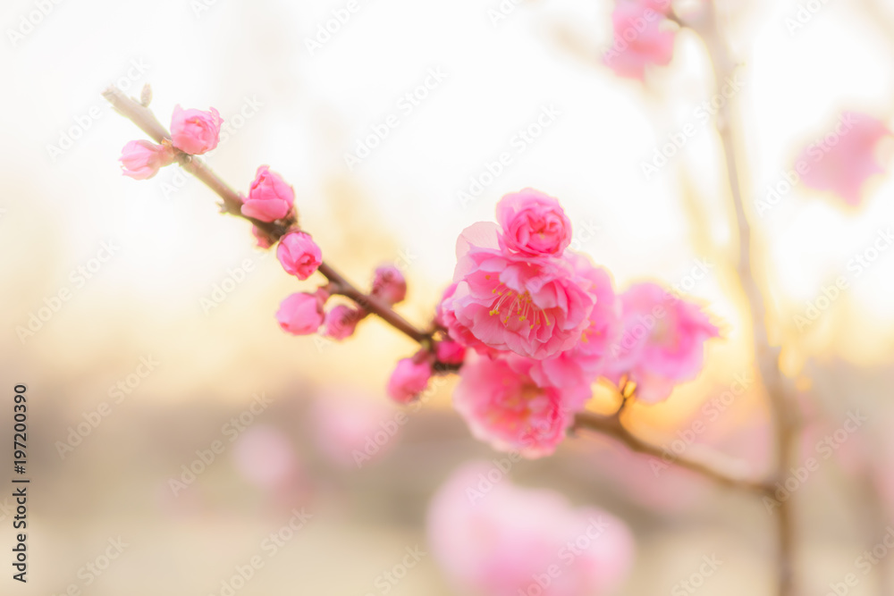 Plum blossoms at dusk