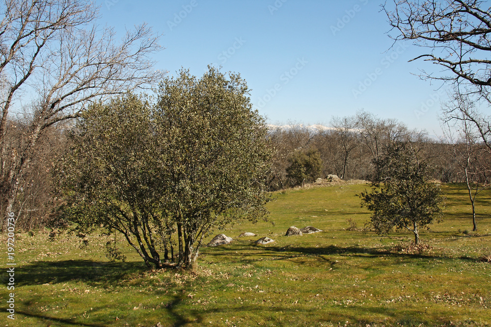 Obraz premium View of end of winter in the field