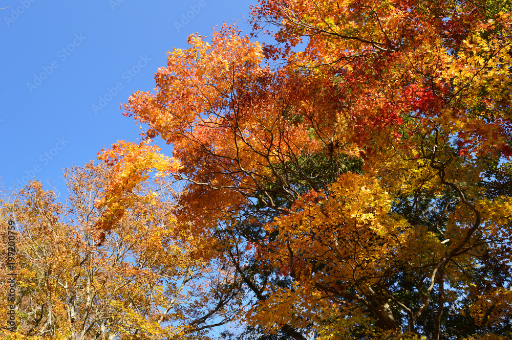 Maple leaves that change to  red leaves with blue sky on the background.