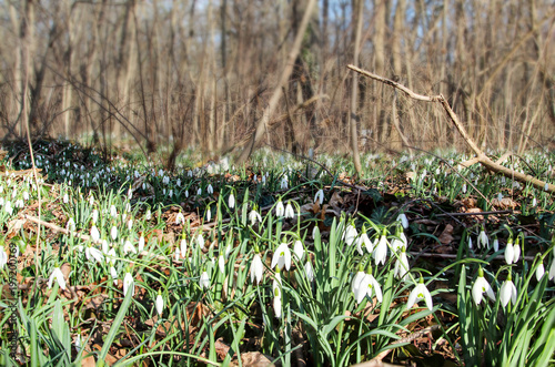 Fototapeta Naklejka Na Ścianę i Meble -  Schneeglöckchen (Galanthus) auf dem Waldboden 