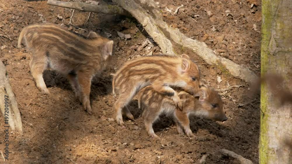 Wild boar piglets (Sus scrofa) searching for food in forest Wild boar piglets (Sus scrofa) searching for food in forest