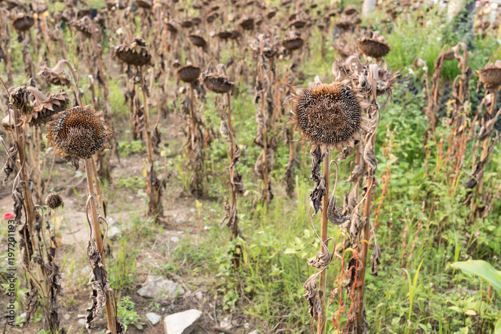 field of fading sunflowers field of fading sunflowers