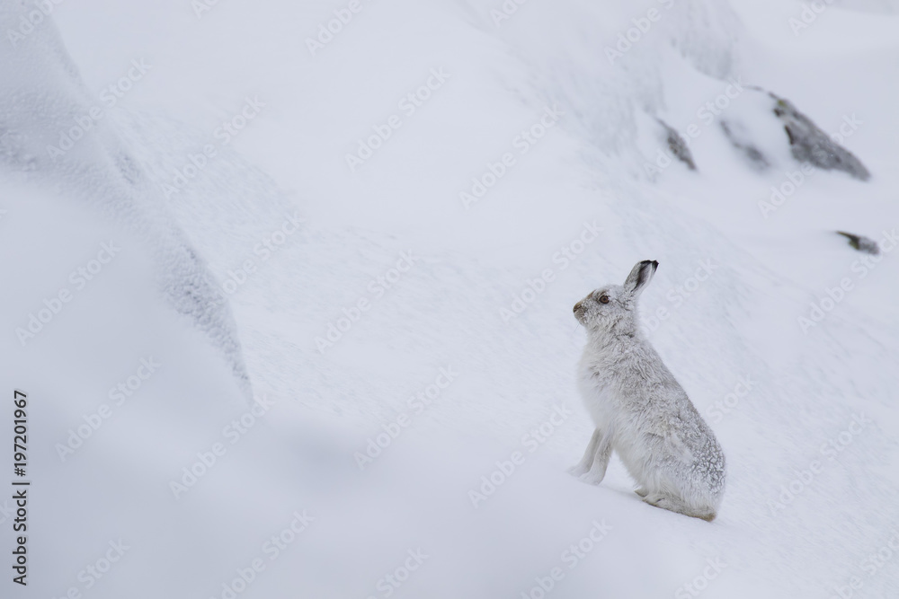 Mountain hare, Lepus timidus, cleaning, eating, running on a sunny day in the snow during winter in the cairngorm national park, scotland Mountain hare, Lepus timidus, cleaning, eating, running on a sunny day in the snow during winter in the cairngorm national park, scotland