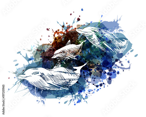 Vector color illustration of dolphins