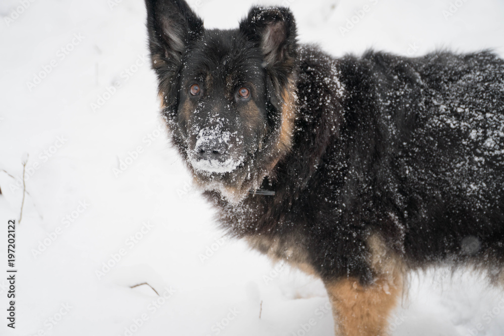 Naklejka premium Adorable German shepherd looking straight into camera, waiting for ball to be thrown, shot in a park in Leipzig, Germany