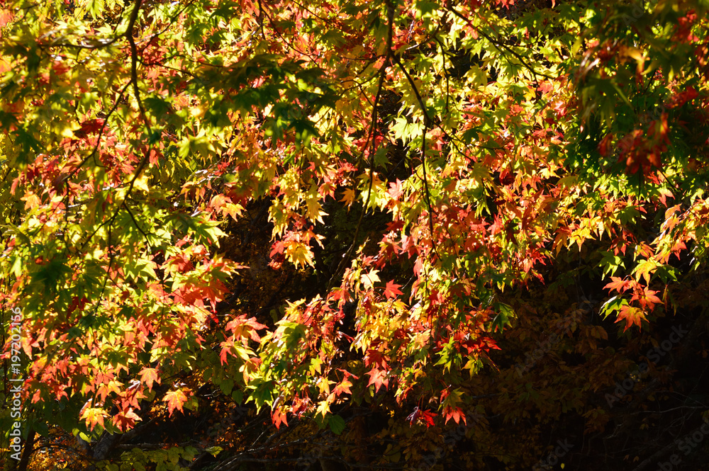 The leaves are changing color from green to orange. The leaves are changing color from green to orange.