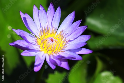 water lily flower in Vietnam