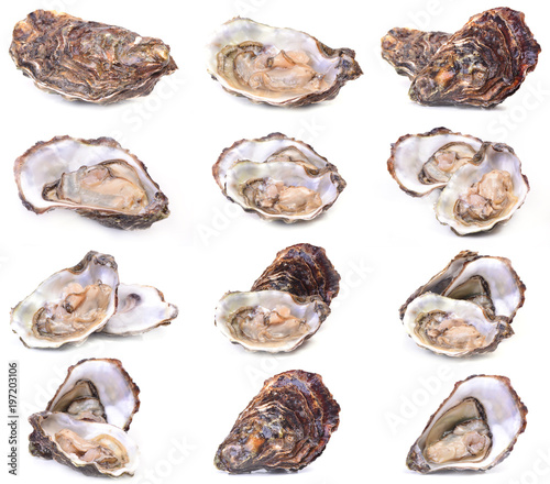 Fresh oyster collection