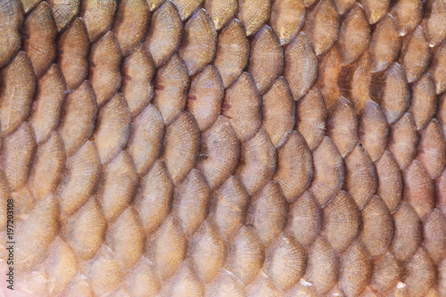 Fish carp texture