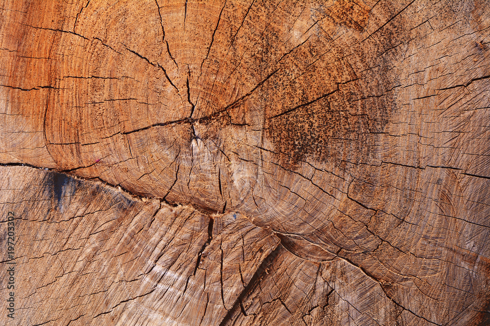 Fototapeta premium Stare drzewo tekstura