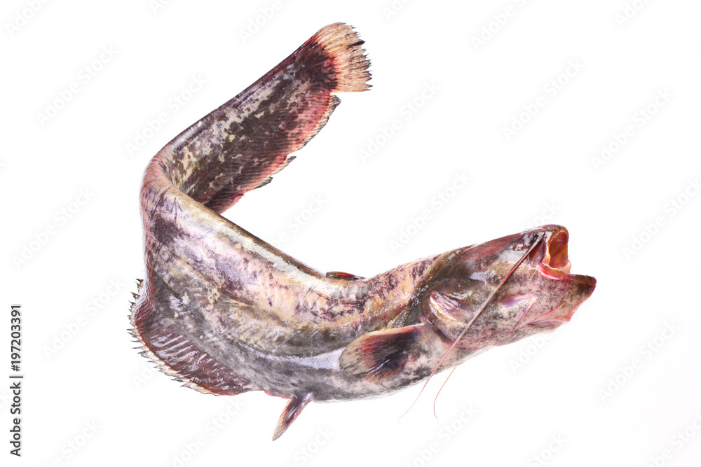 Catfish Catfish