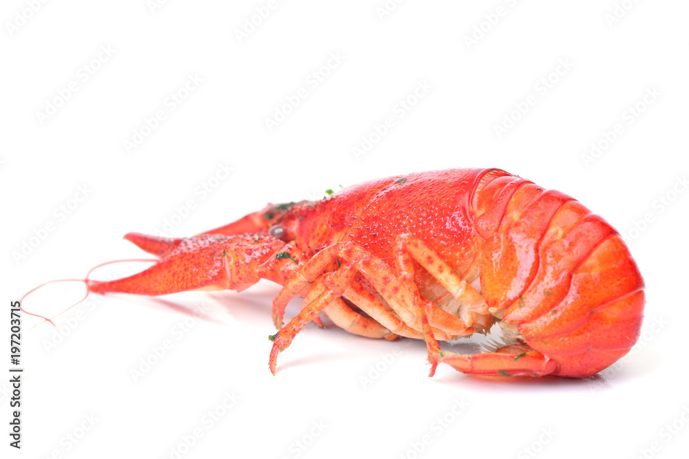 Bolied crayfish Bolied crayfish