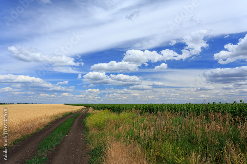 Road between the wheat and sunflower fields