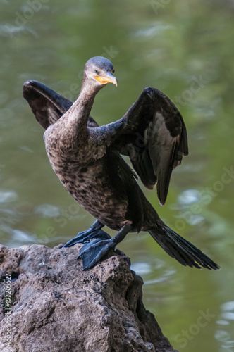 Cormorant Bugua photo